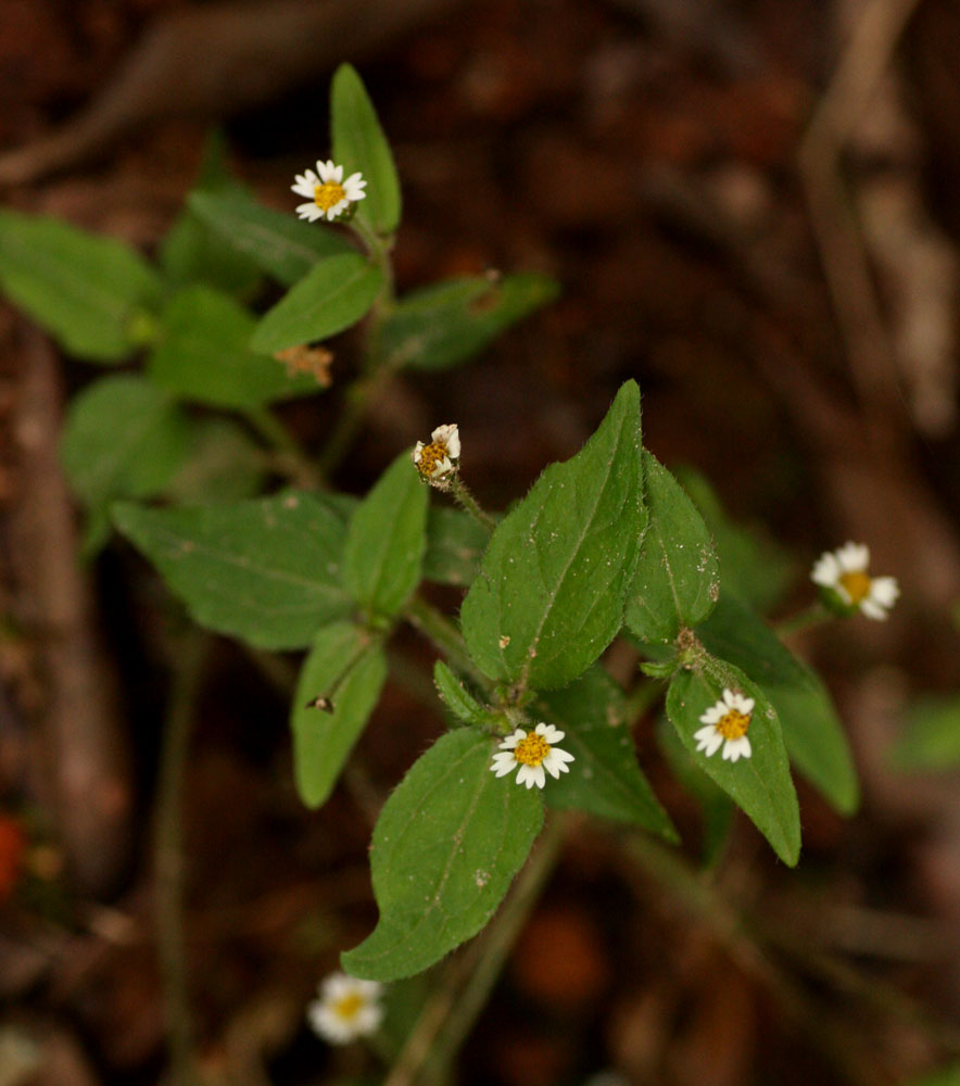 Galinsoga quadriradiata Galinsoga quadriradiata