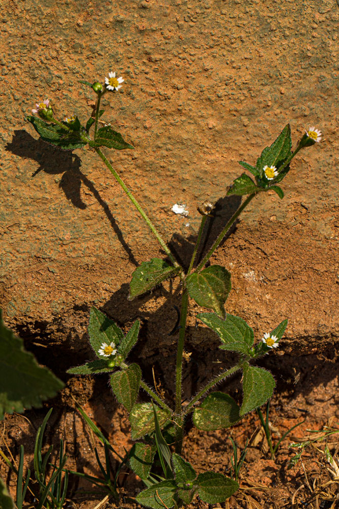 Galinsoga quadriradiata Galinsoga quadriradiata