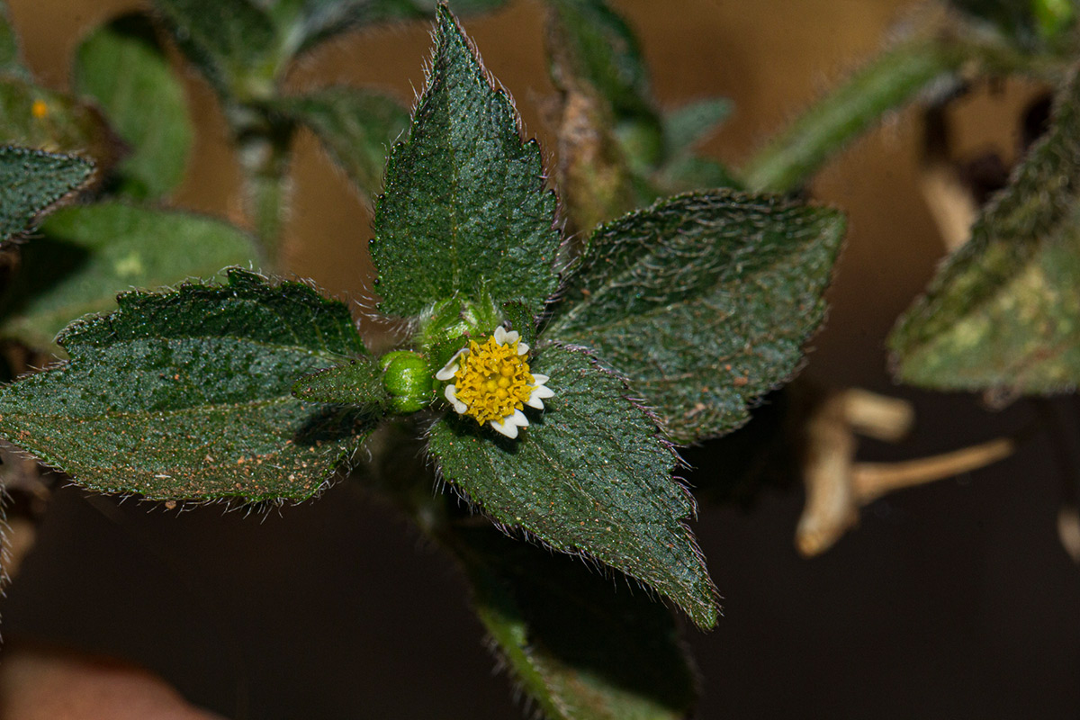 Galinsoga quadriradiata