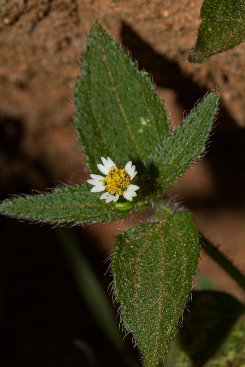 Galinsoga quadriradiata Galinsoga quadriradiata