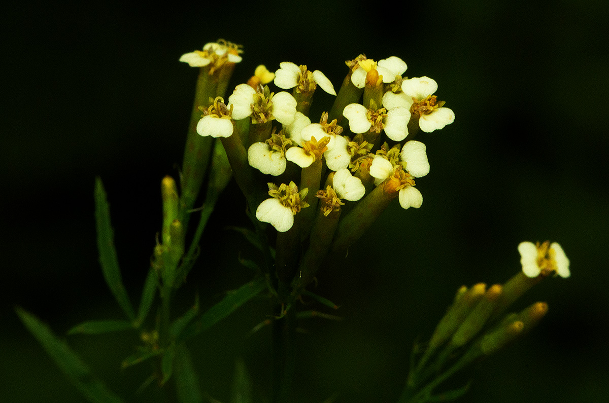 Tagetes minuta