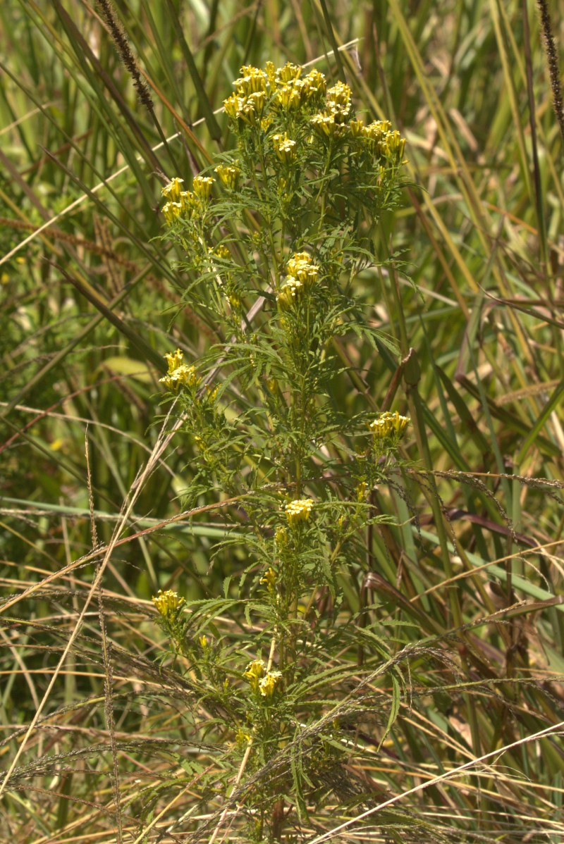 Tagetes minuta