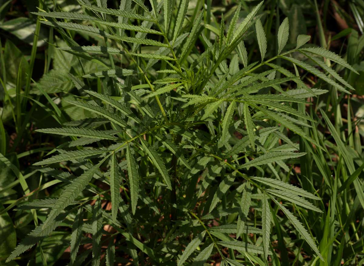 Tagetes minuta