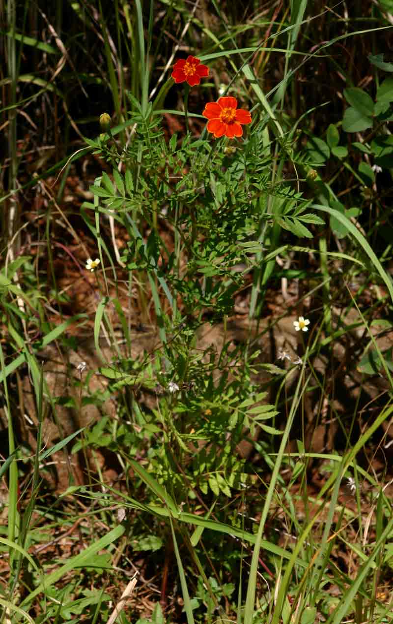 Tagetes patula Tagetes patula