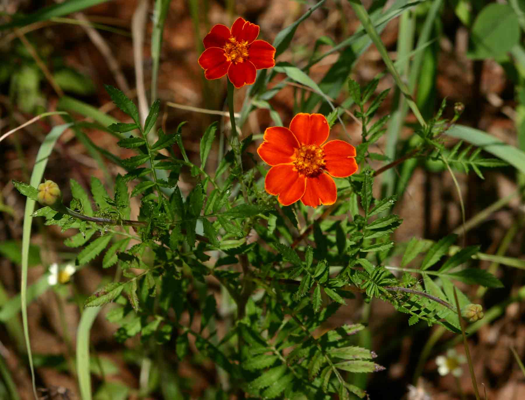 Tagetes patula Tagetes patula