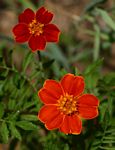 Tagetes patula