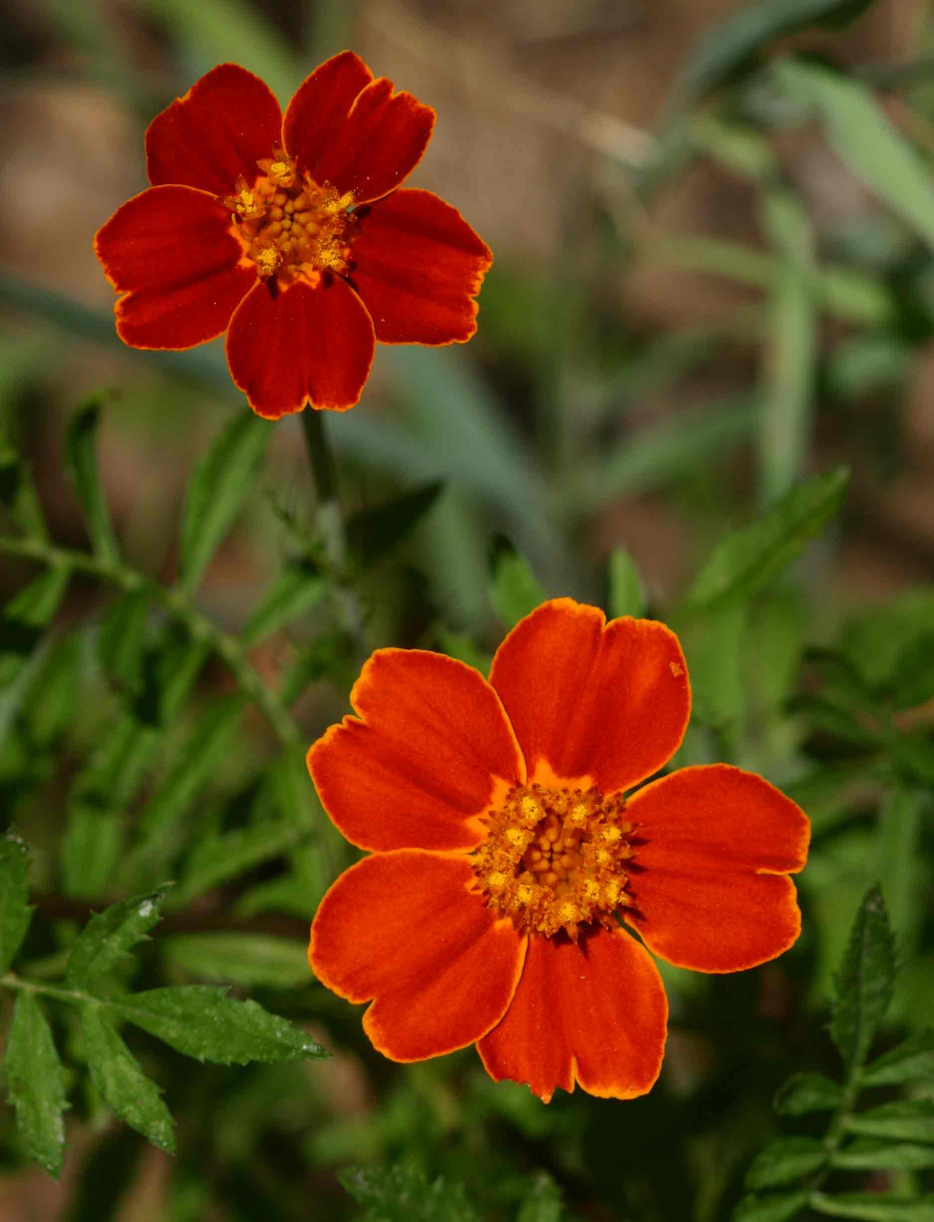 Tagetes patula Tagetes patula