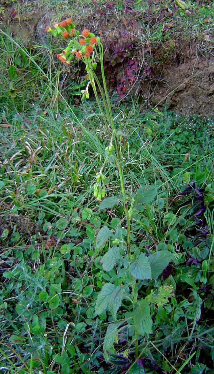 Crassocephalum crepidioides