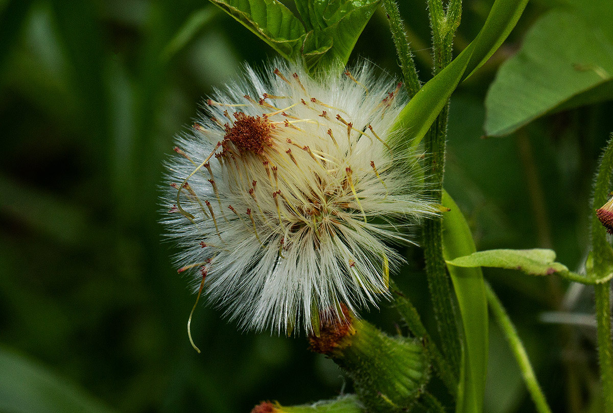 Crassocephalum crepidioides