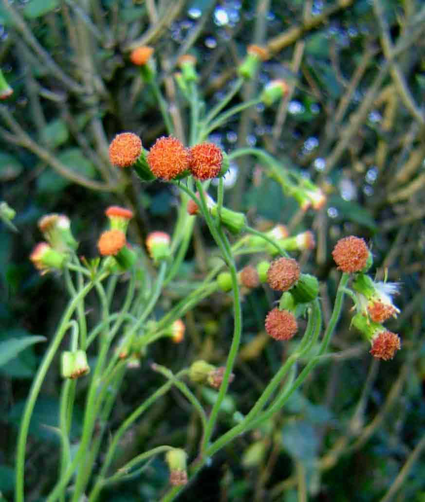 Crassocephalum crepidioides