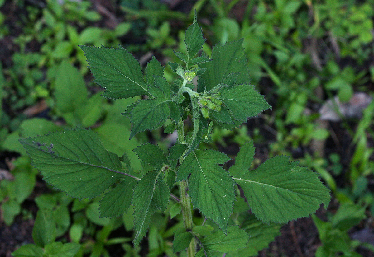 Crassocephalum crepidioides