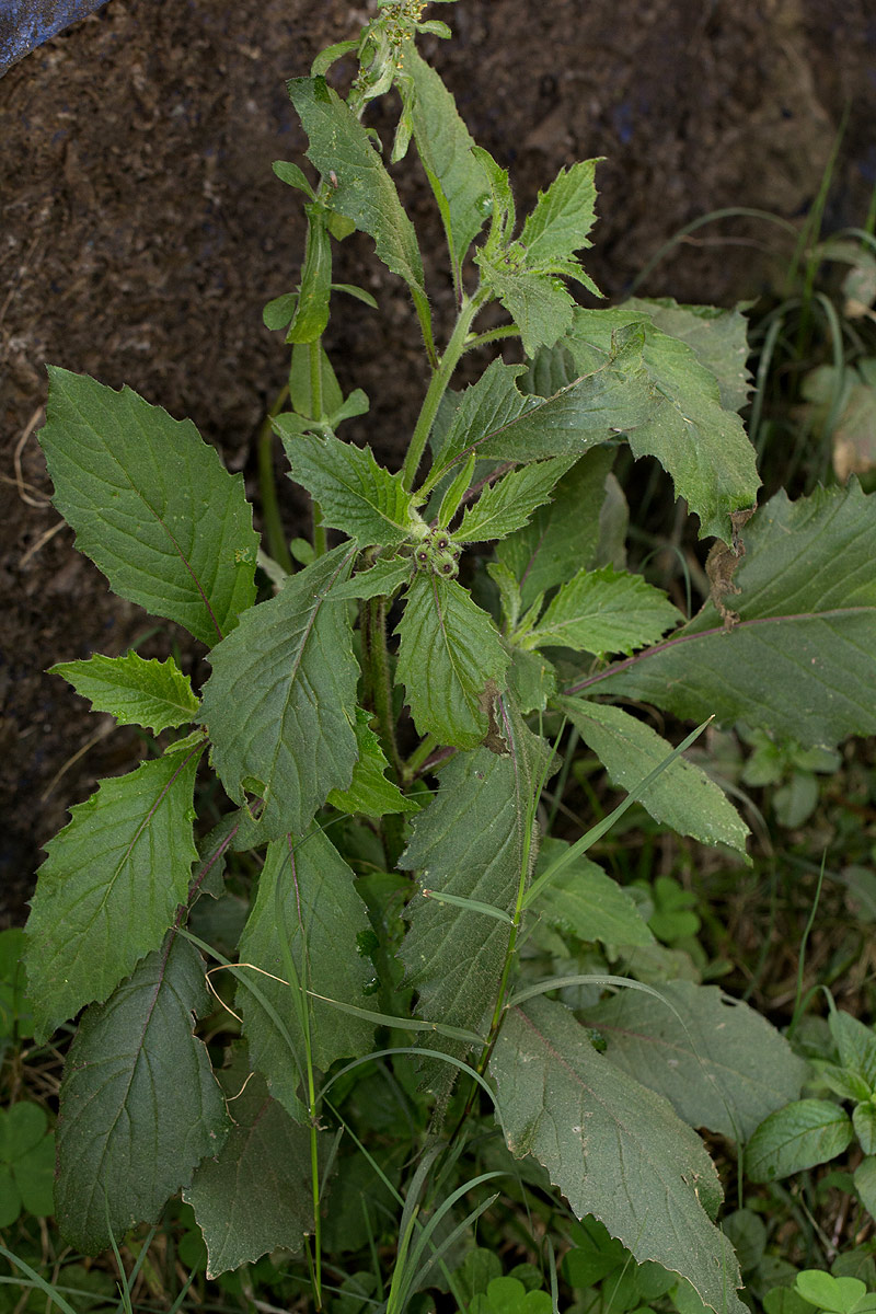 Crassocephalum crepidioides