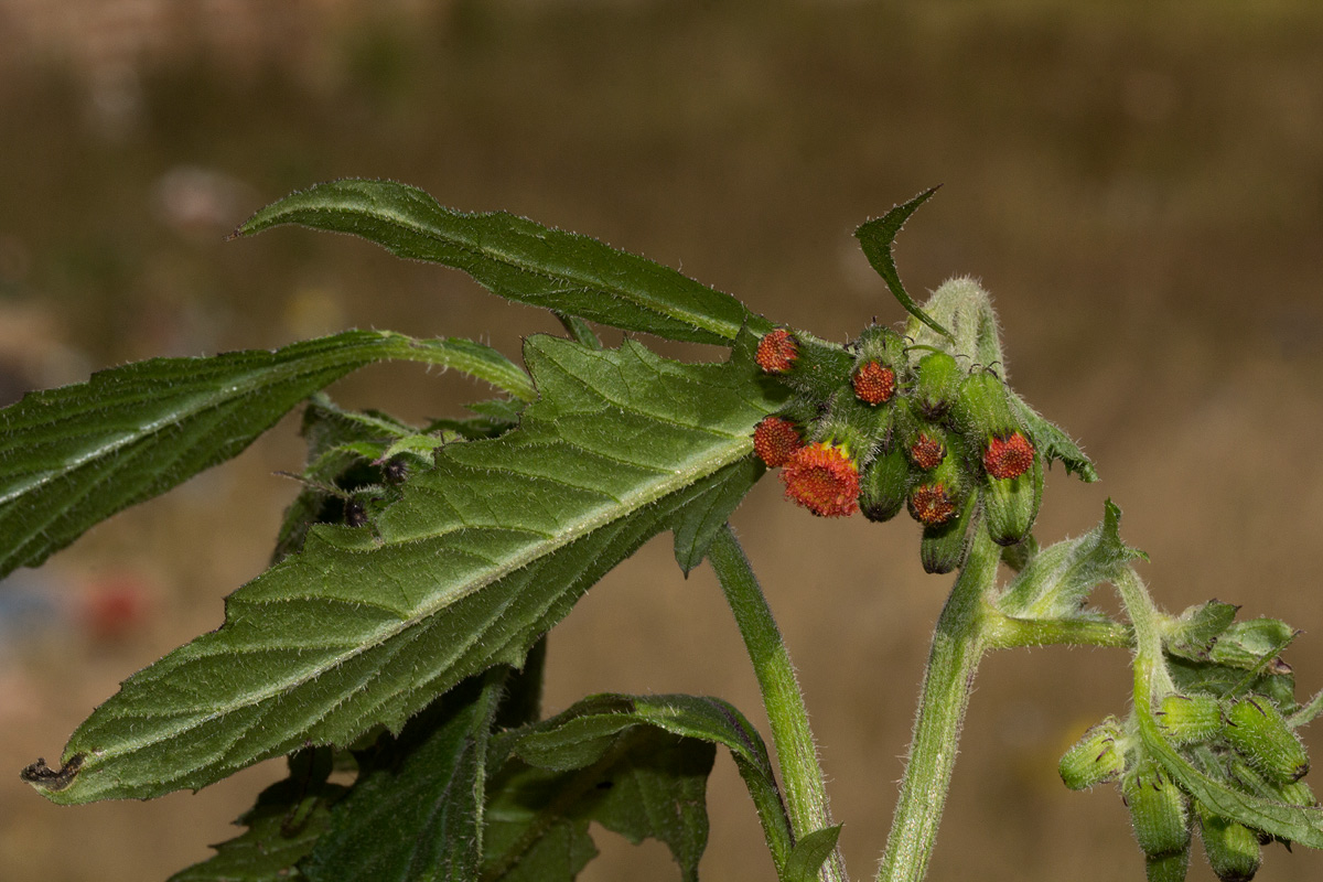 Crassocephalum crepidioides