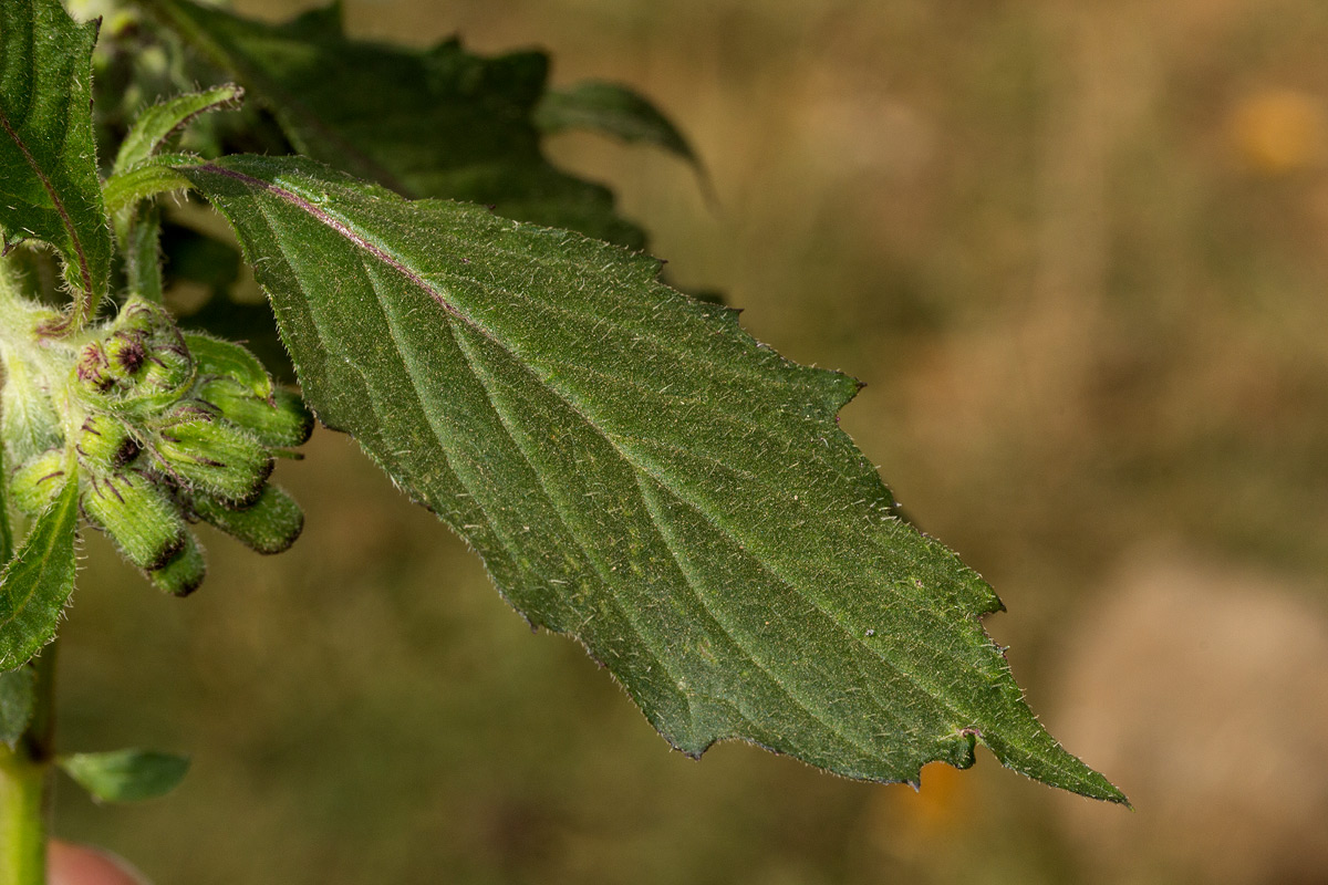 Crassocephalum crepidioides Crassocephalum crepidioides