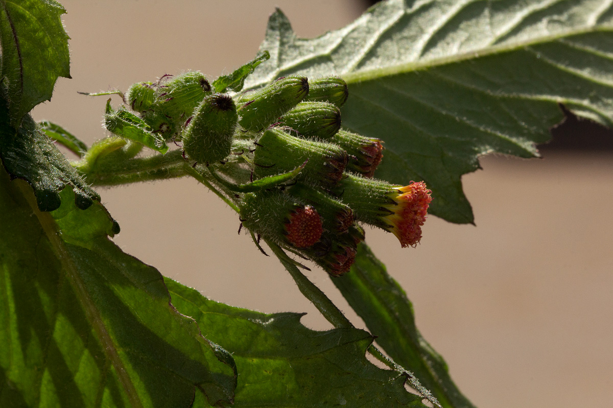 Crassocephalum crepidioides