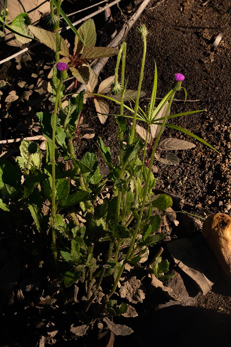 Crassocephalum rubens var. rubens