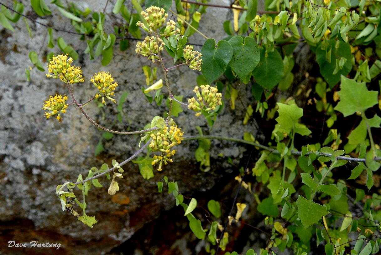 Solanecio angulatus