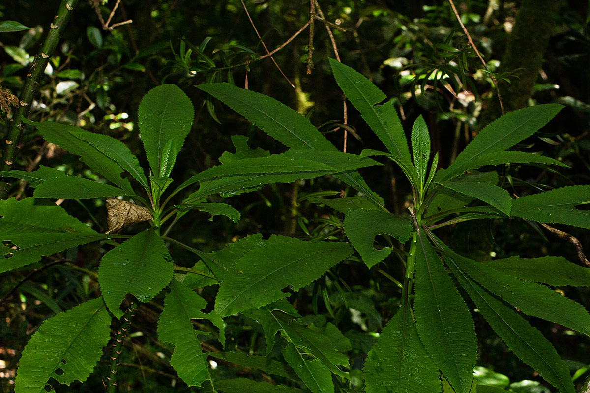 Solanecio mannii Solanecio mannii