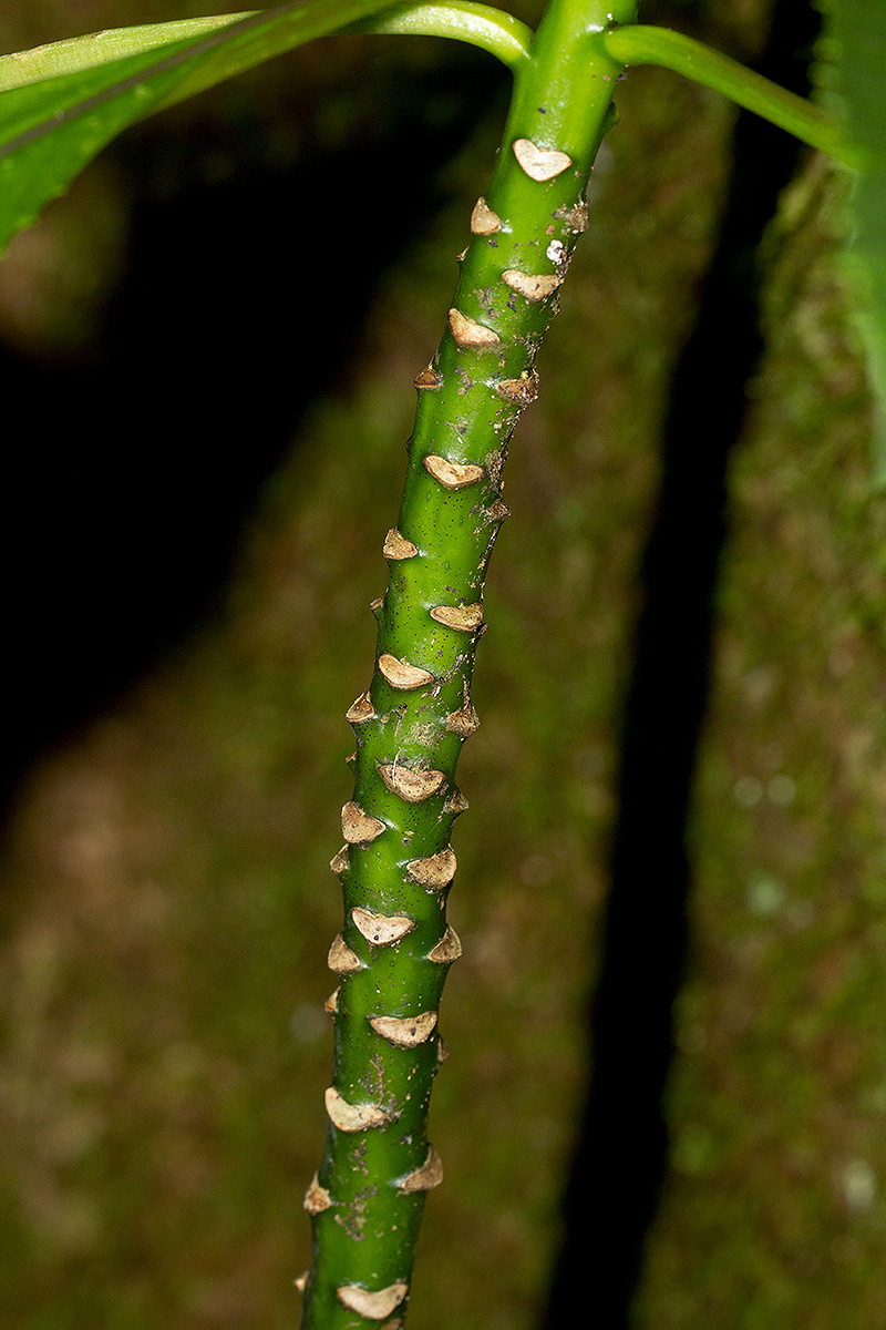 Solanecio mannii Solanecio mannii