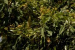 Senecio syringifolius