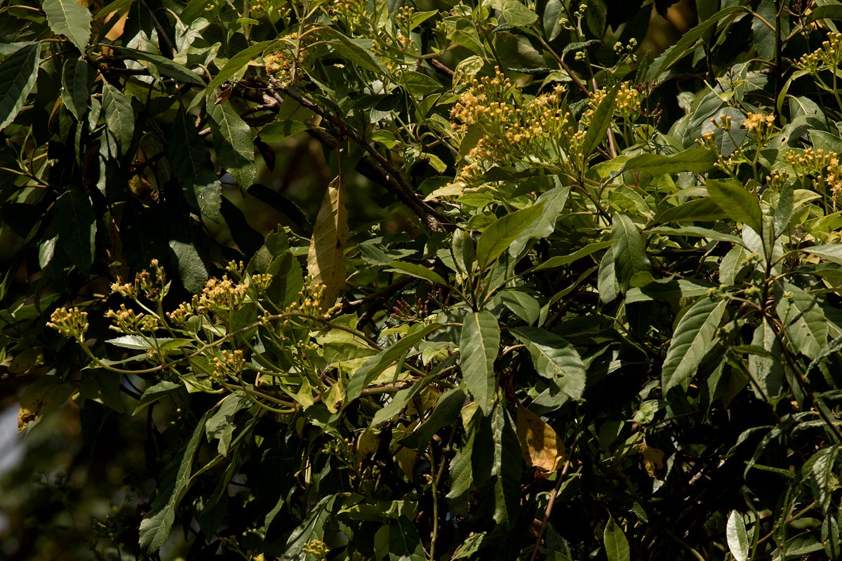 Senecio syringifolius