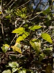 Senecio syringifolius