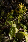 Senecio syringifolius