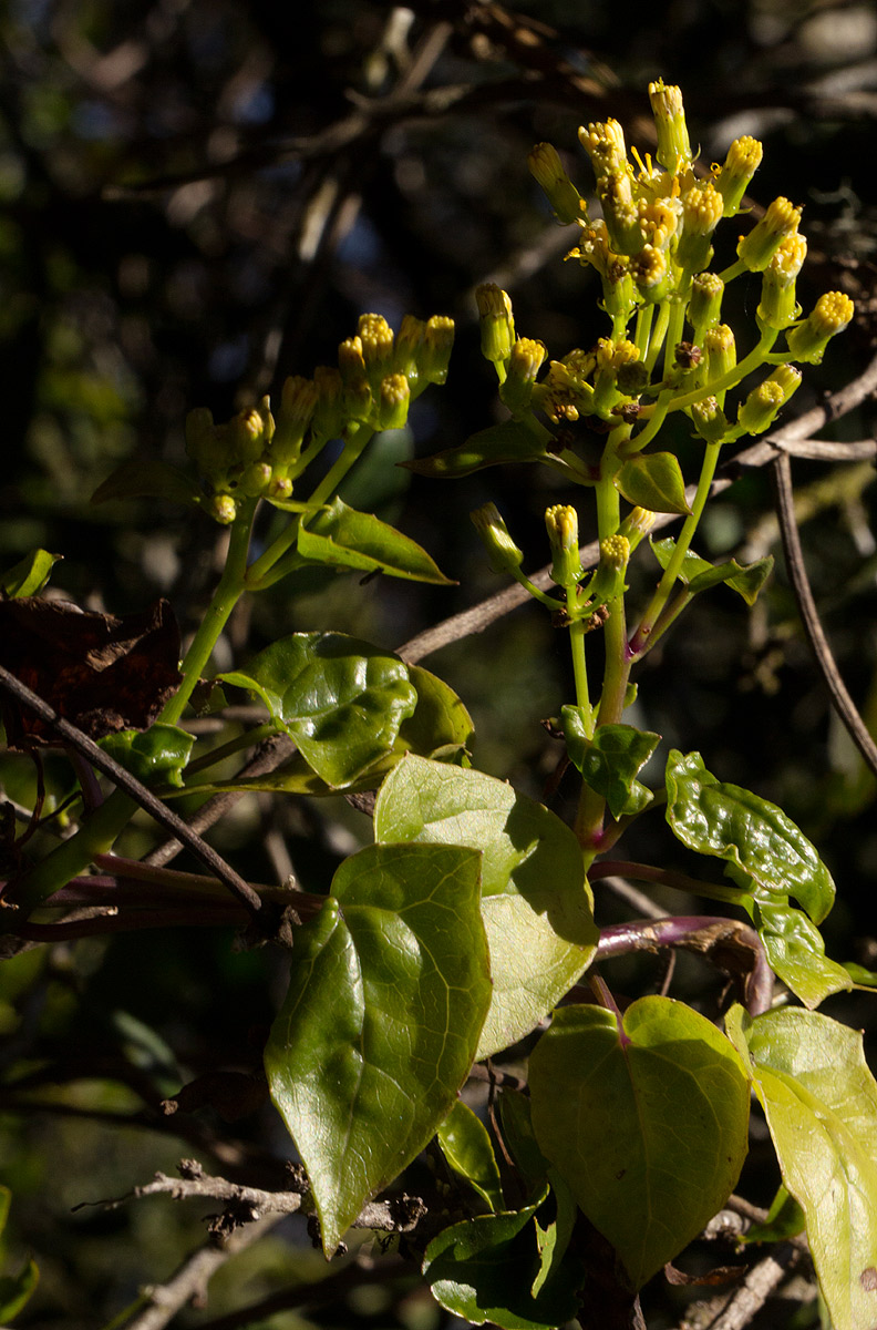 Senecio syringifolius
