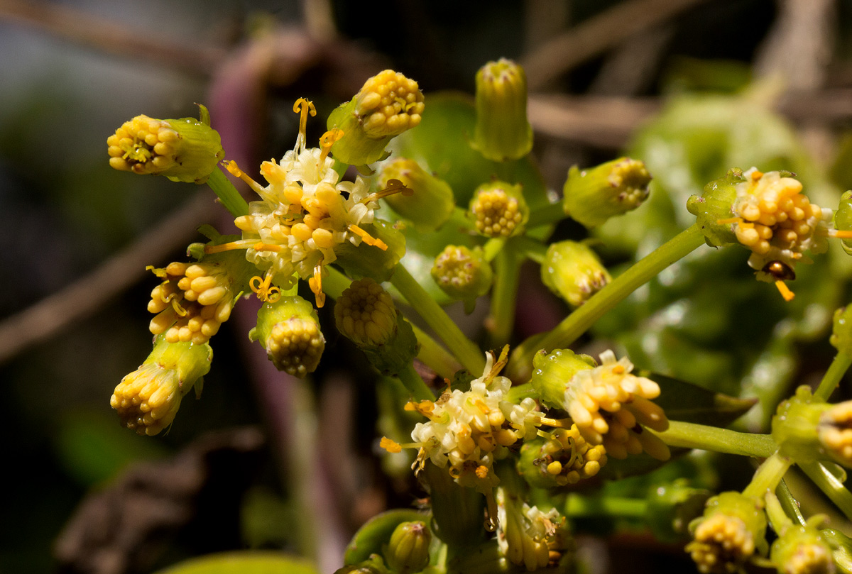 Senecio syringifolius