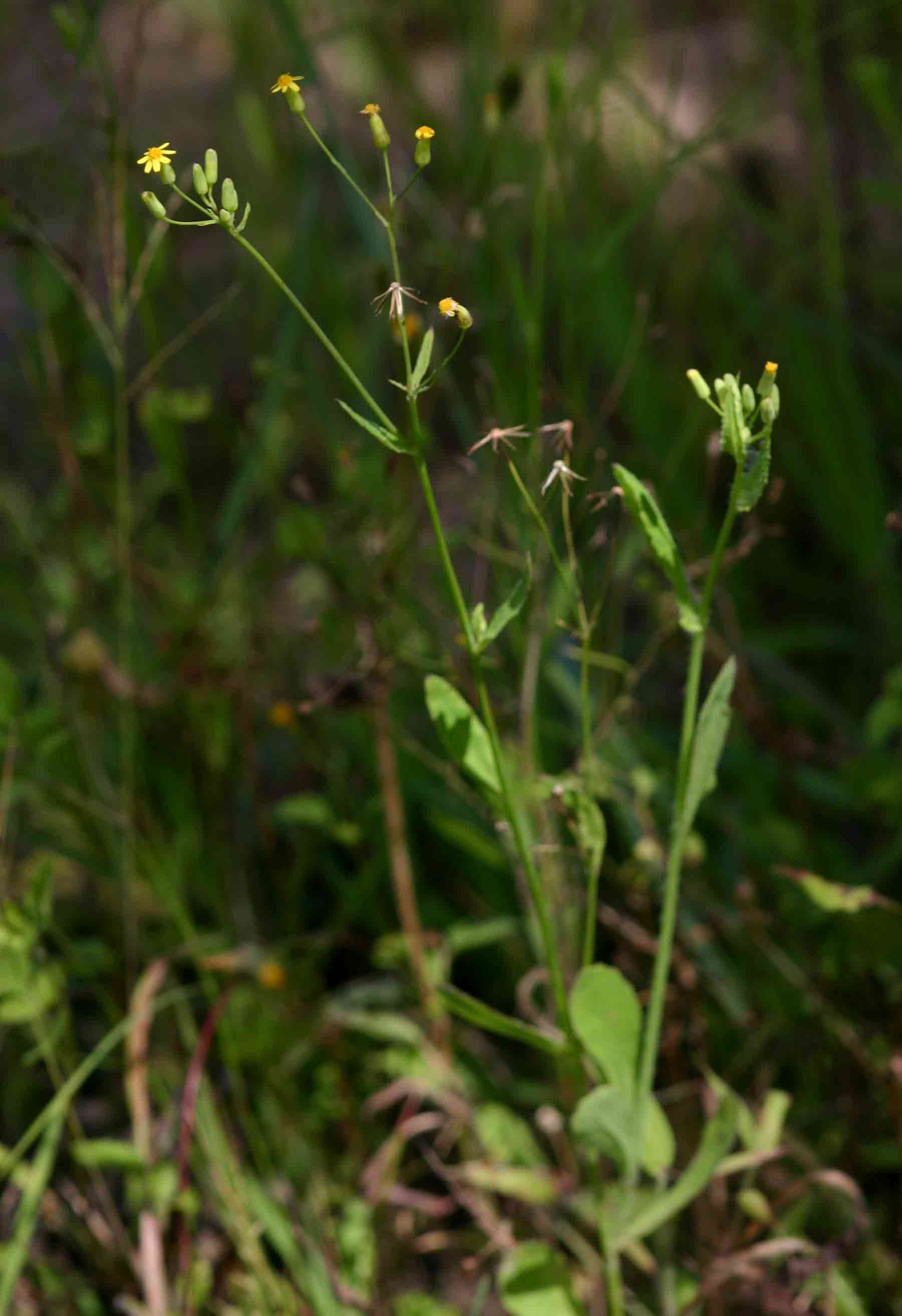 Emilia abyssinica var. abyssinica Emilia abyssinica var. abyssinica