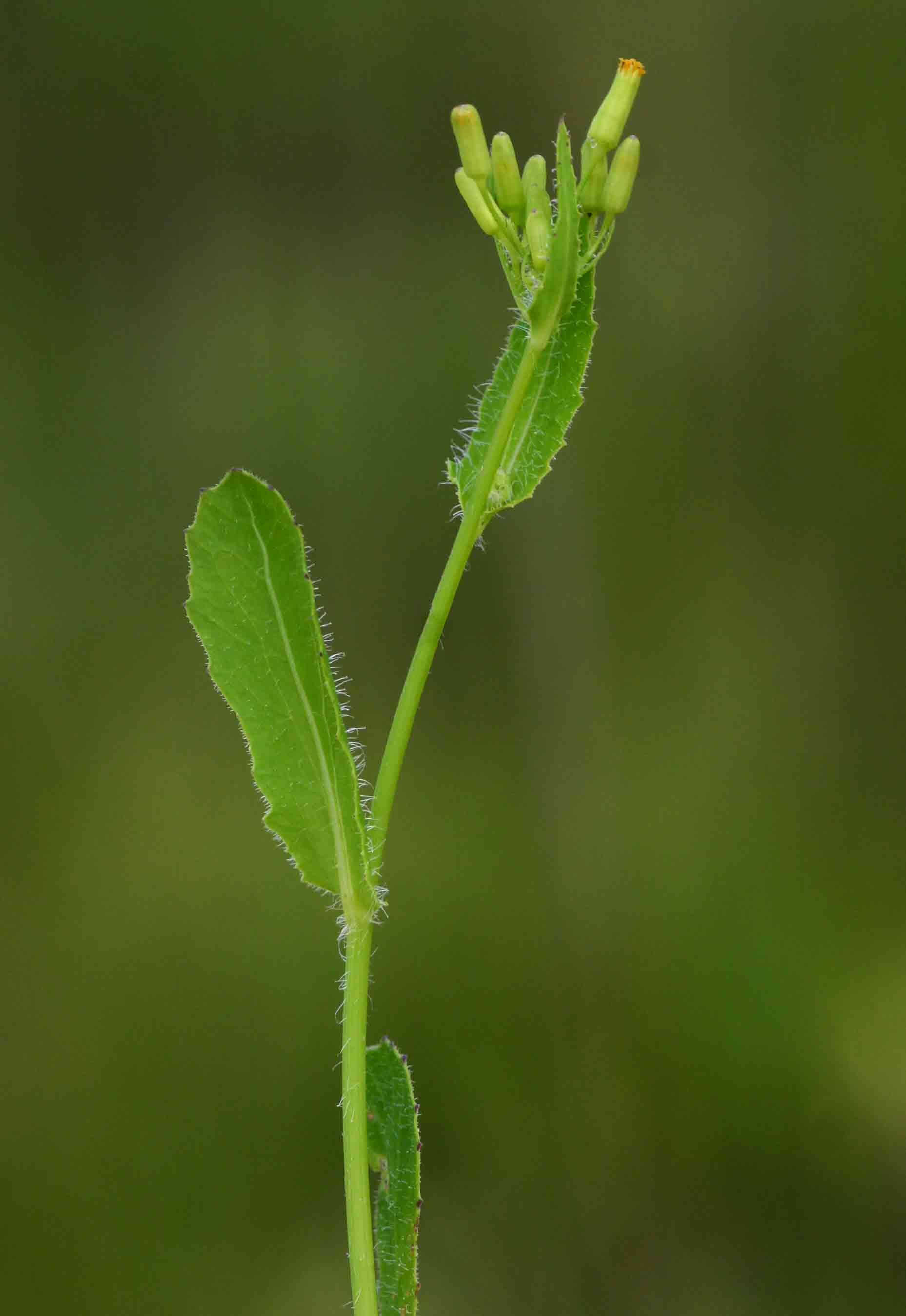 Emilia abyssinica var. abyssinica Emilia abyssinica var. abyssinica