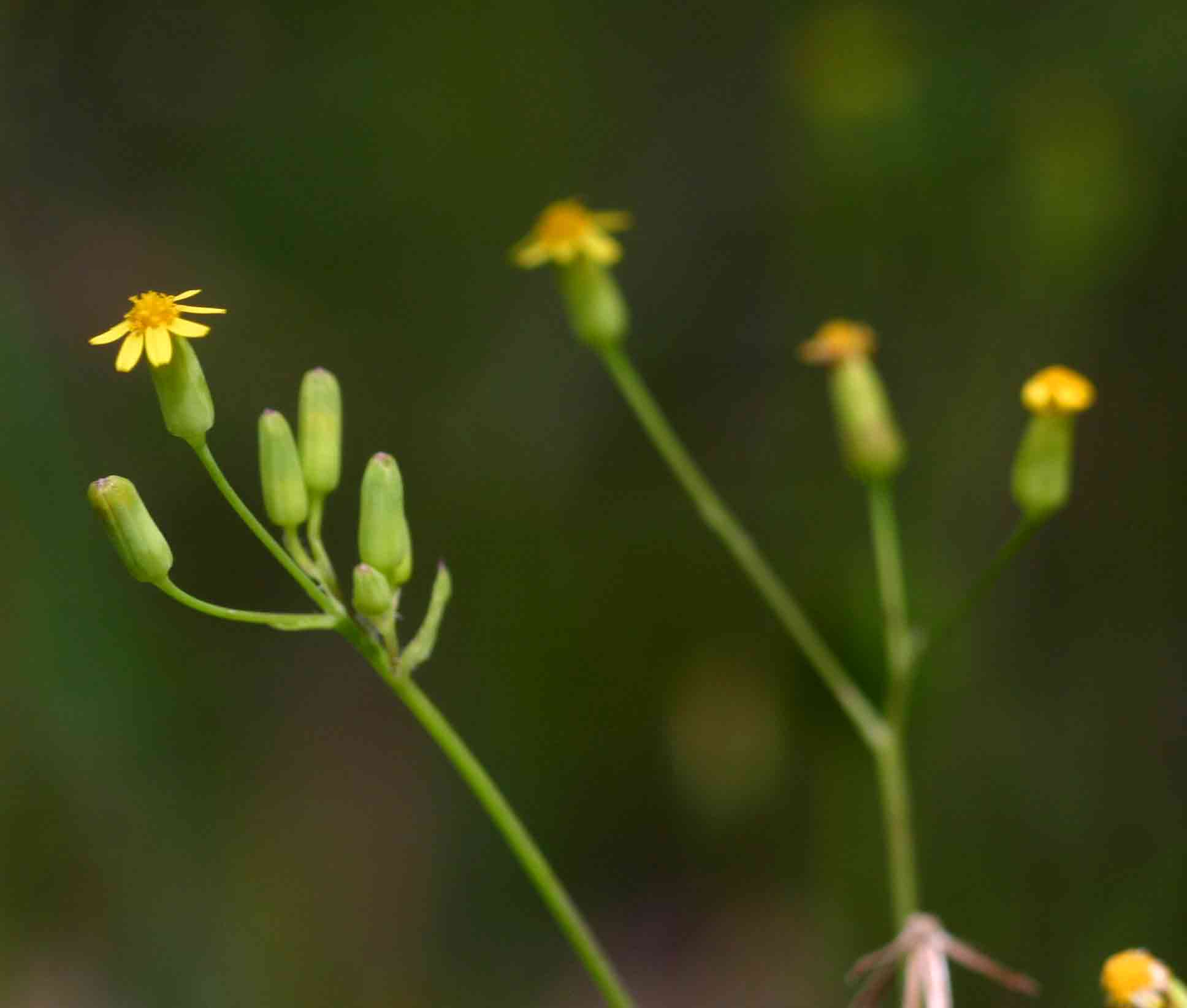 Emilia abyssinica var. abyssinica Emilia abyssinica var. abyssinica