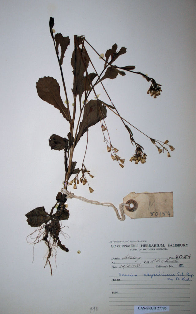 Emilia abyssinica var. abyssinica Emilia abyssinica var. abyssinica