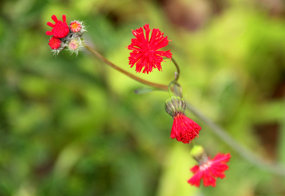Emilia coccinea Emilia coccinea