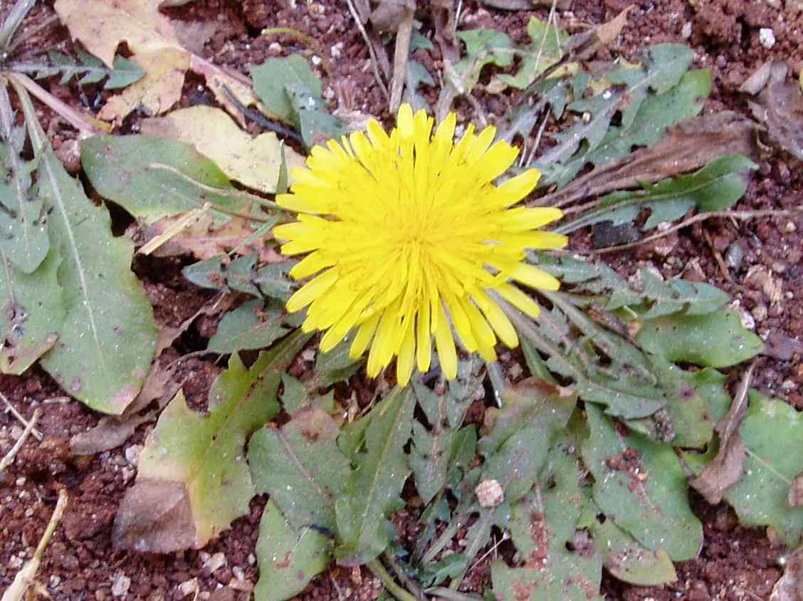 Taraxacum sp.