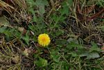Taraxacum sp.