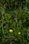 Taraxacum sp.