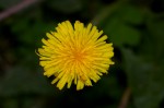 Taraxacum sp.