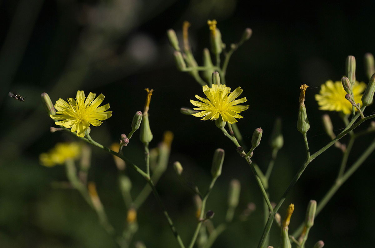 Launaea cornuta Launaea cornuta