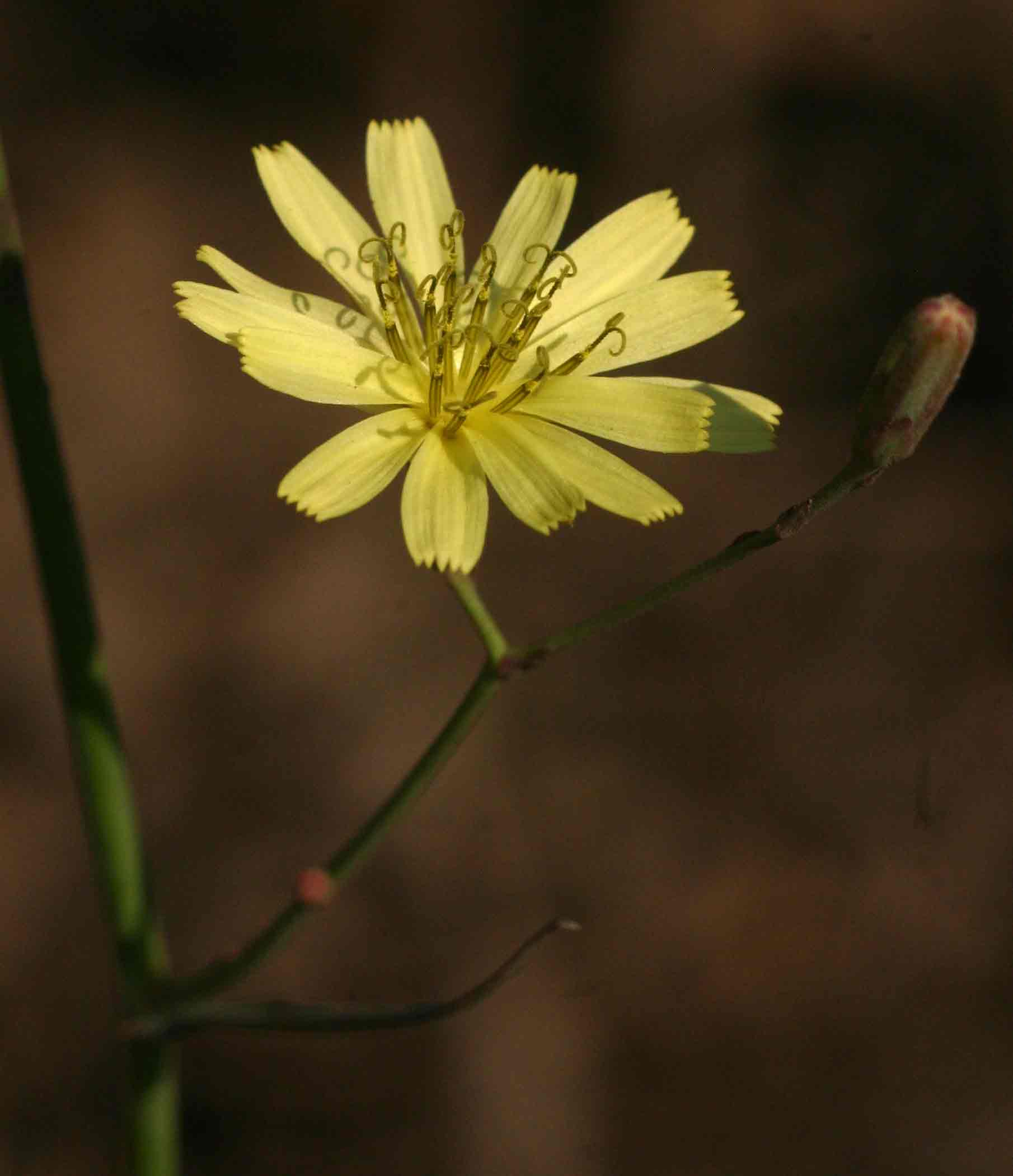 Launaea cornuta