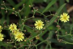 Launaea cornuta