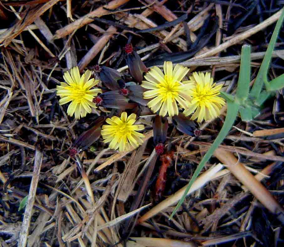 Launaea nana