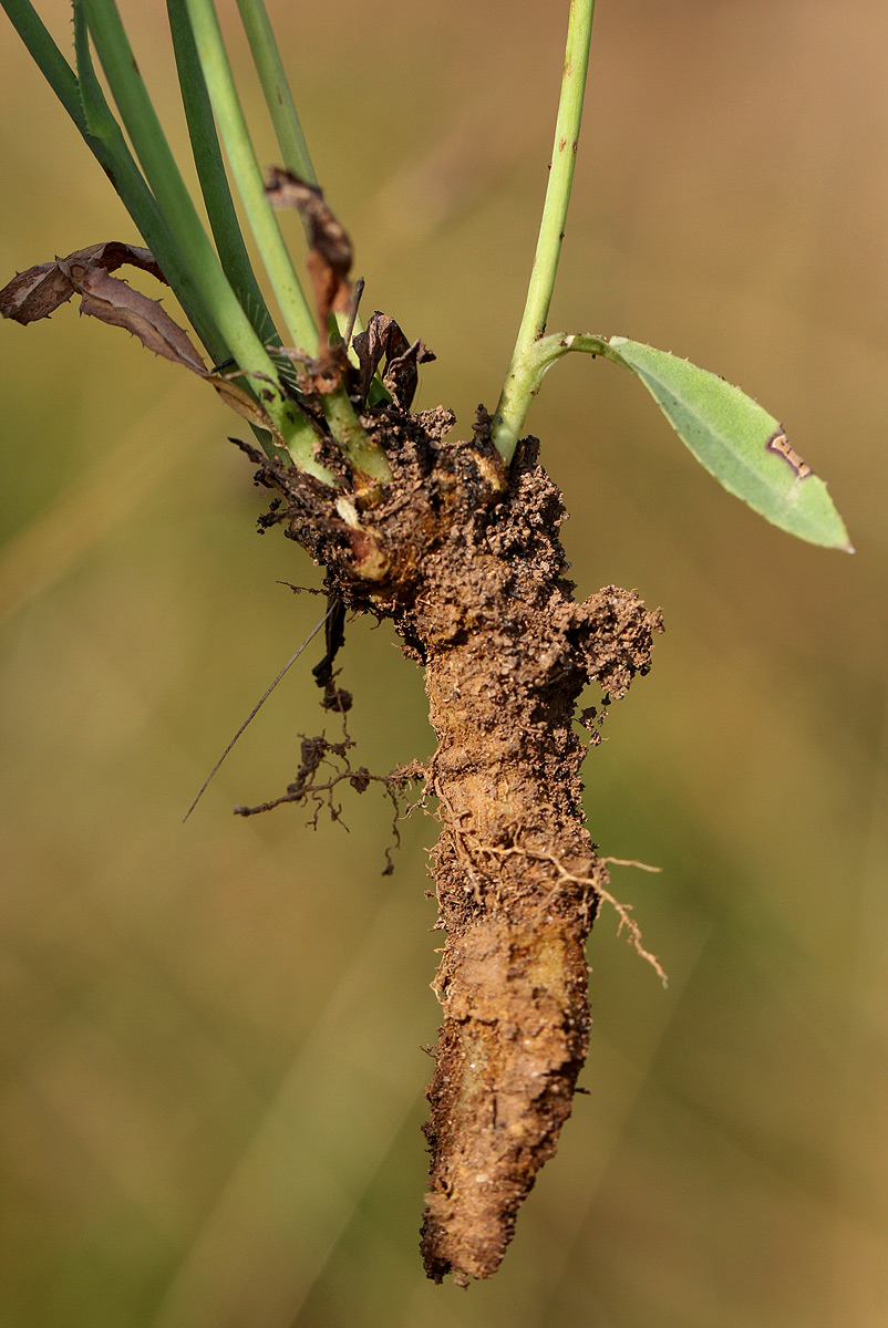 Launaea rarifolia Launaea rarifolia