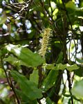 Macadamia aff. integrifolia