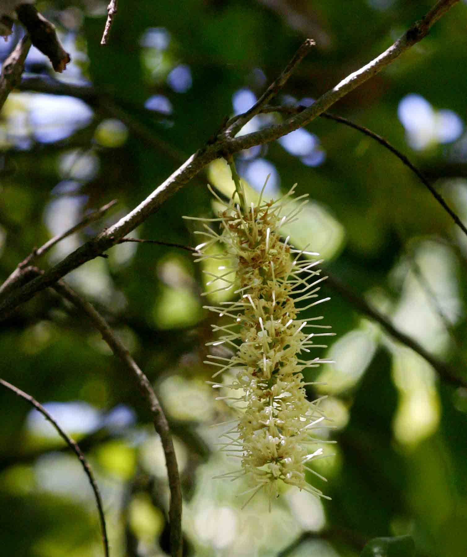 Macadamia aff. integrifolia