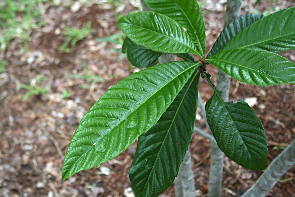 Eriobotrya japonica