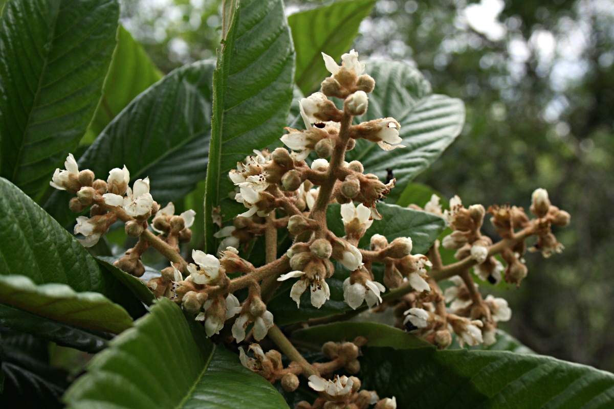 Eriobotrya japonica