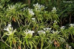 Alstonia venenata