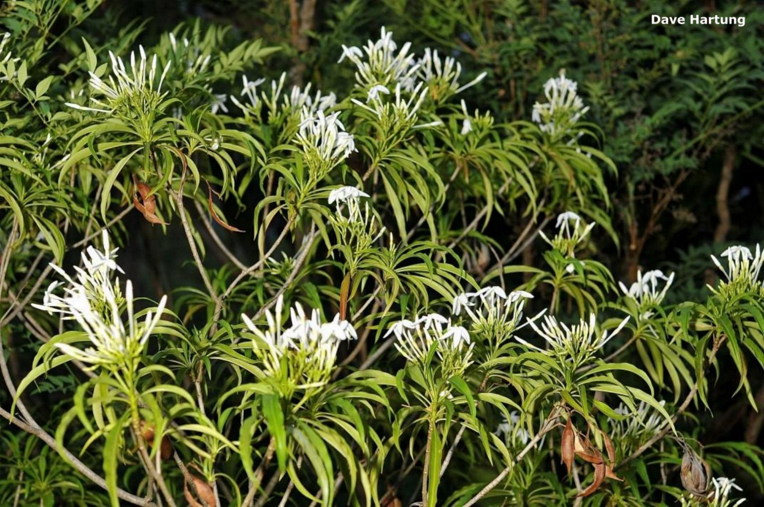 Alstonia venenata