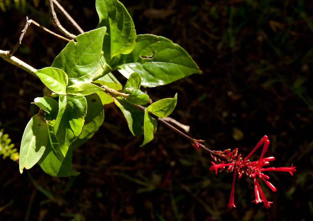 Odontonema cuspidatum
